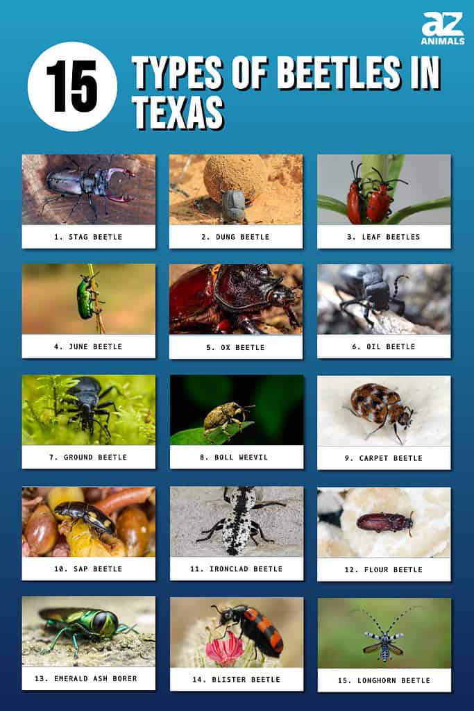 Common Beetles in Texas and How to Spot Them.