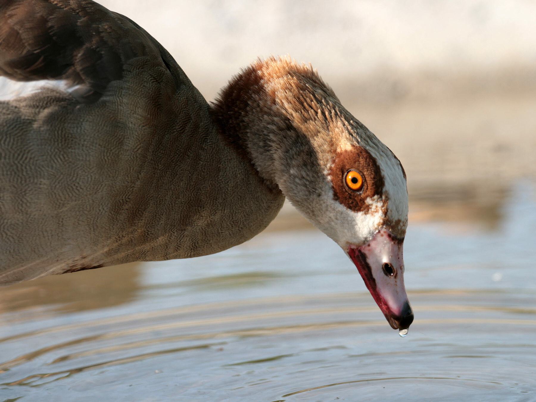 Texas Birds: Egyptian Geese Facts & Info (Easy to know )