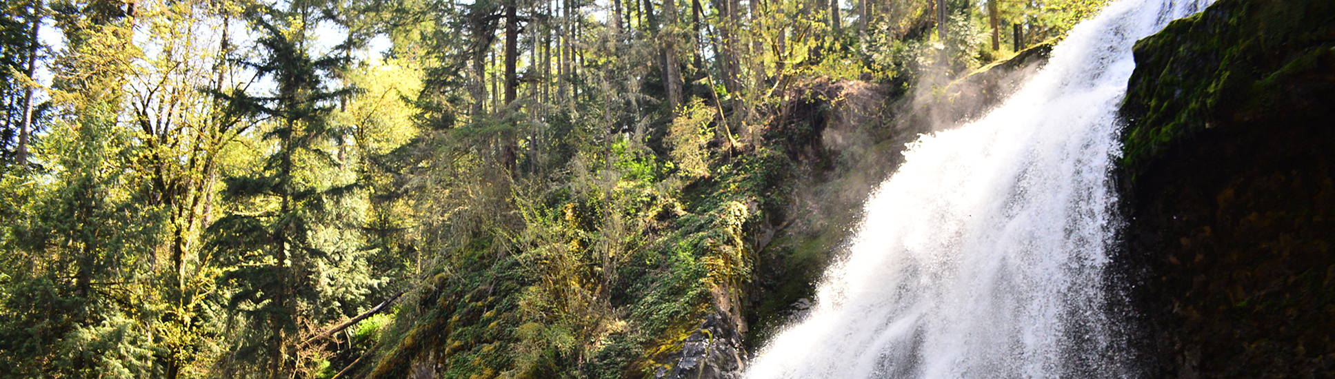 pack forest washington：explore the forests of washington