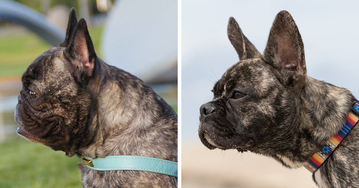 Well Bred French Bulldog: Is This the Right Breed for You?